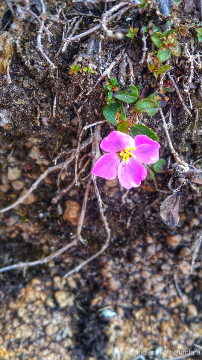 Osbeckia parvifolia Arn.